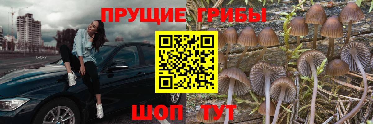 Псилоцибиновые грибы мухоморы  Псилоцибиновые грибы Psilocybine cubensis  Северобайкальск  купить наркотики цена  Вход с VPN 